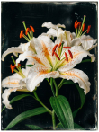 Картина «Ivory Flame» - фото №2