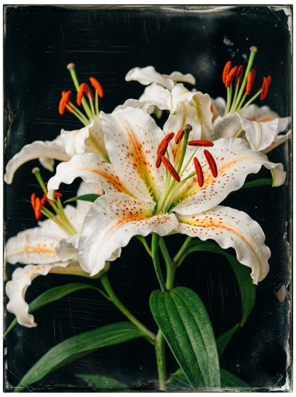 Картина «Ivory Flame» - фото №2
