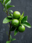 Картина «Lime Balance» - фото №2